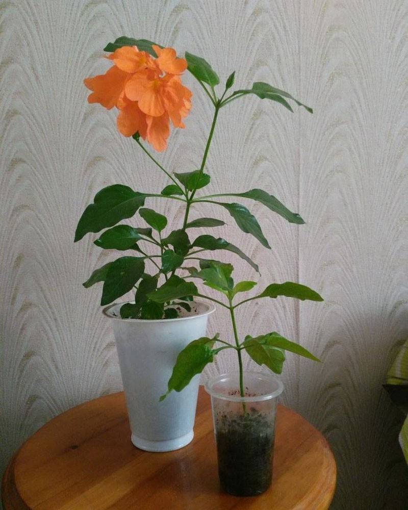 Кроссандра: уход за цветком, выращивание в домашних условиях