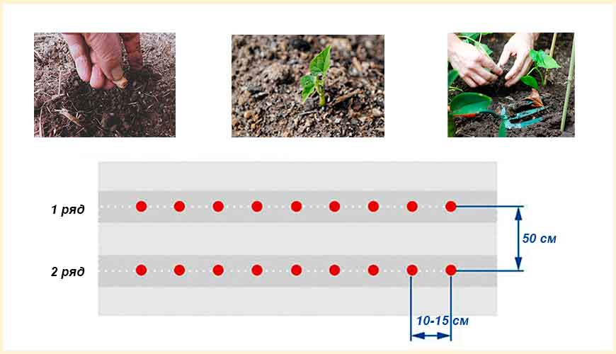 Схема посадки фасоли весной в открытый грунт