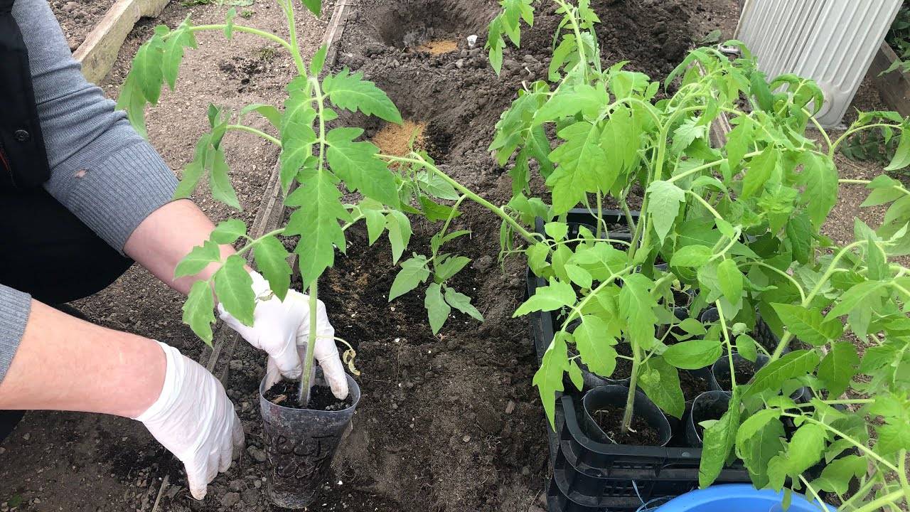 Как посадить помидоры на рассаду правильно дома на подоконнике с фото и видео