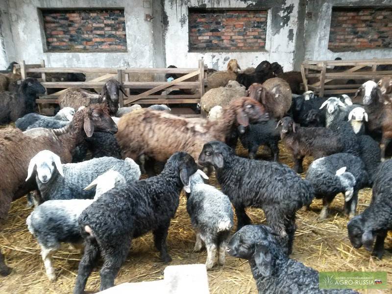 Гиссарская порода овец: особенности содержания, кормления, вакцинация