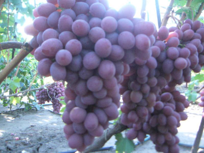 Сорт винограда водограй