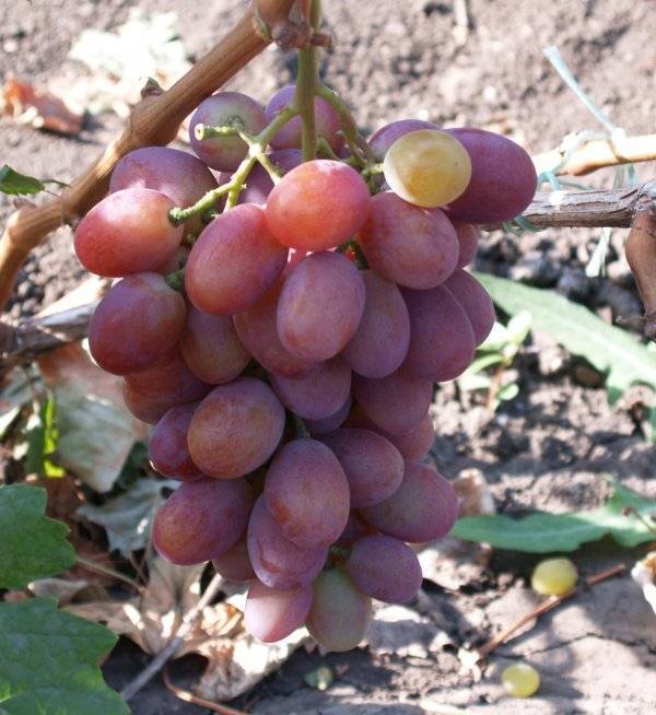 Два сорта винограда: морозоустойчивые, ранние, чёрный и белый