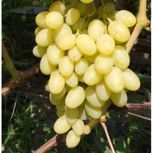 Виноград «ландыш»: описание сорта, фото, отзывы