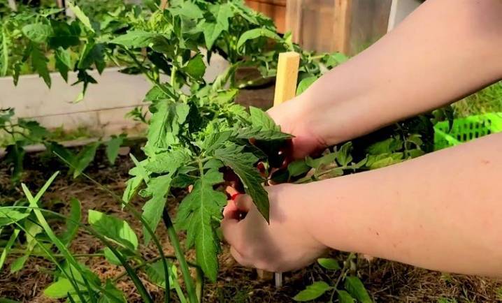 Как правильно формировать томаты в теплице и открытом грунте