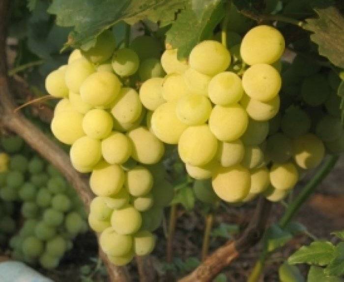Виноград валентина описание сорта, выращивание уход и фото