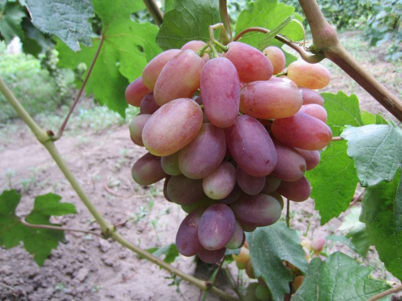 Описание сорта винограда юлиан и его достоинств