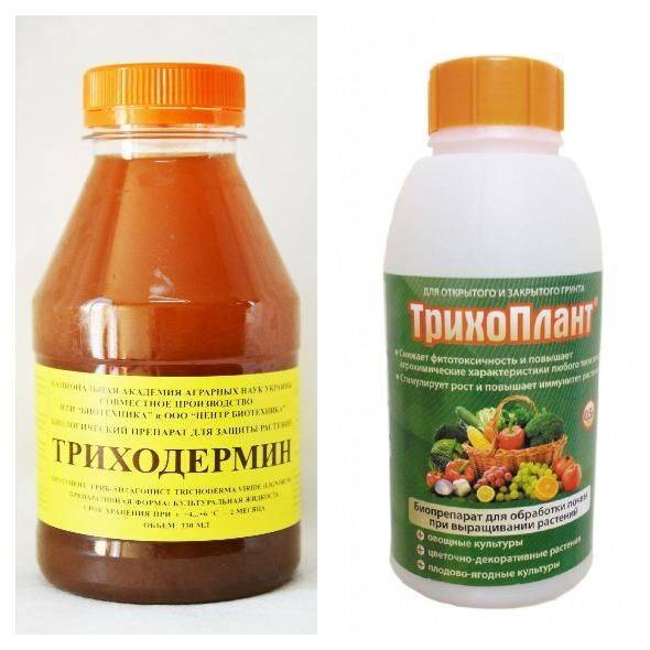 Фитофтороз томата (причины, профилактика и лечение), + 35 фото