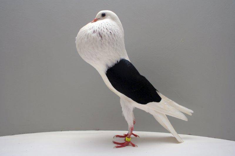 Названия декоративных пород голубей с фотографиями