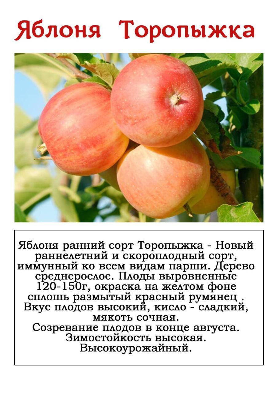 Сорта сладких яблонь для ленинградской области с фото и описанием