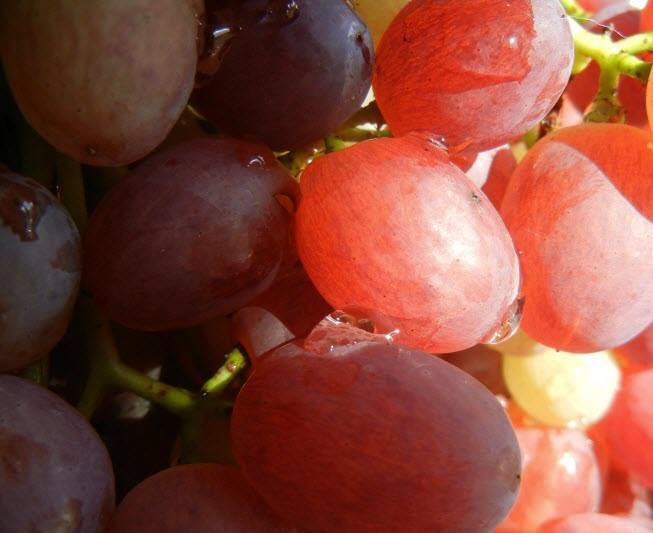 Виноград «велес»: описание сорта, фото, отзывы