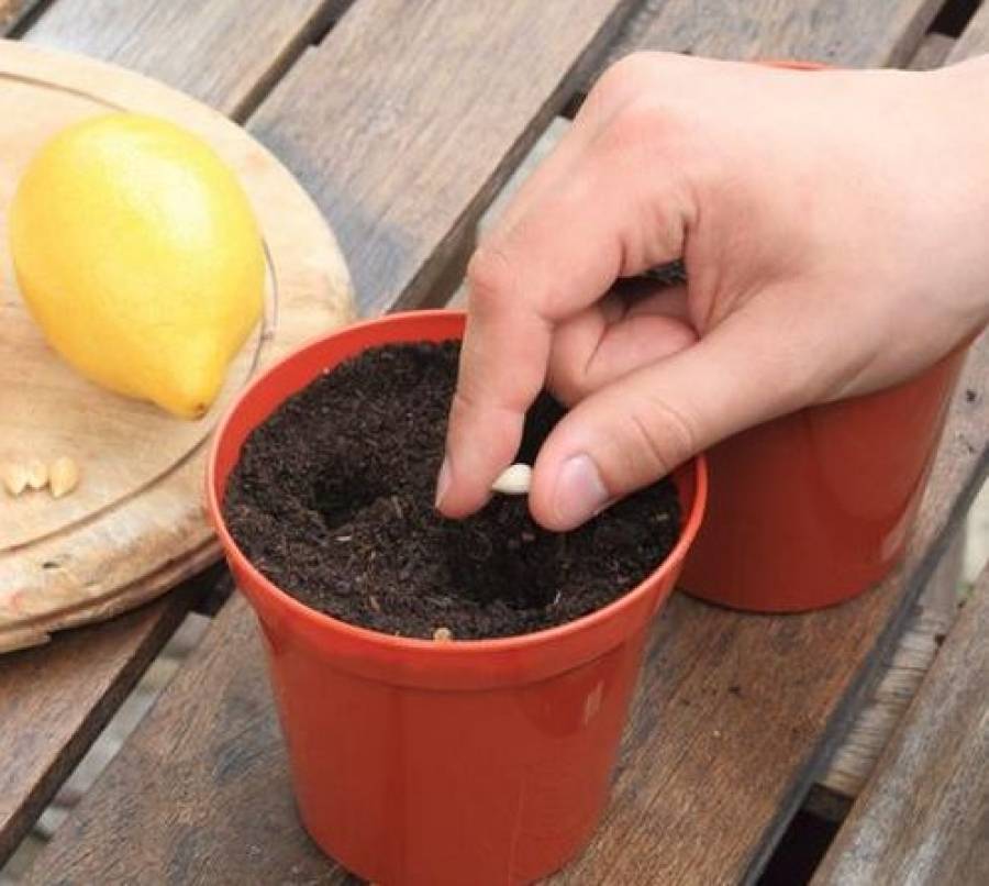 Выращивание лимона в домашних условиях и размножение его черенками