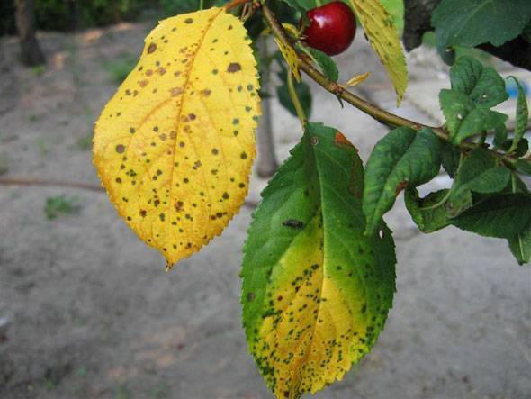 Болезни вишни: их описание с фотографиями