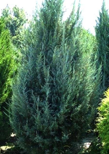 Можжевельник скальный: посадка и уход, описание сортов, фишт, блю арроу, горный, juniperus scopulorum, размеры, виды с фото, какую почву любит можжевельник