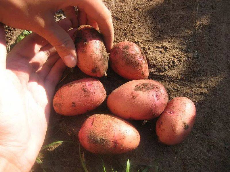Сорта картофеля для сибири: фото и описание, названия лучших, среди которых новые ранние, хорошие скороспелые, рассыпчатые, самые урожайные западные и восточные