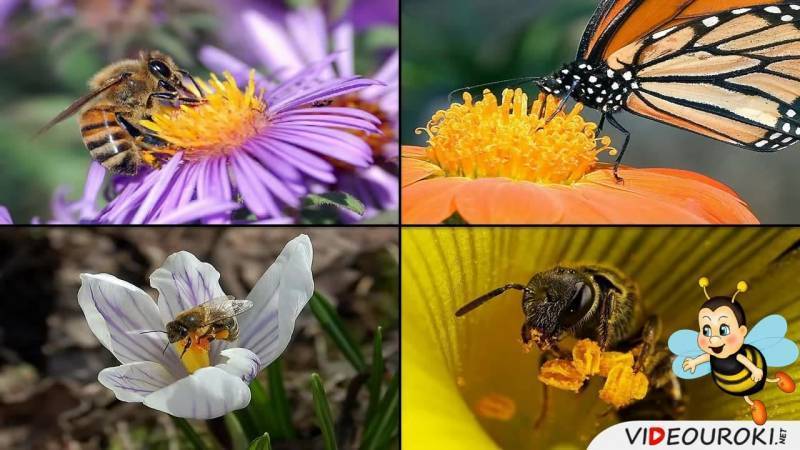 Как происходит опыление цветов пчёлами?