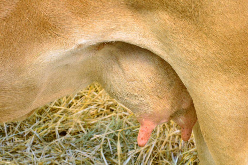 Бруцеллез: заразное молоко и мясо | университетская клиника