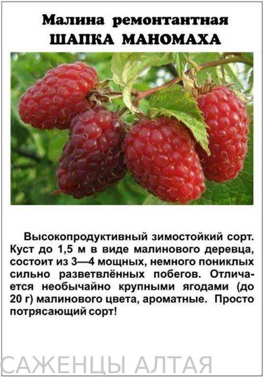 Малина шапка мономаха — отличительные особенности и преимущества сорта