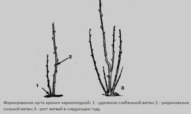 Пошаговое руководство по проведению обрезки облепихи осенью