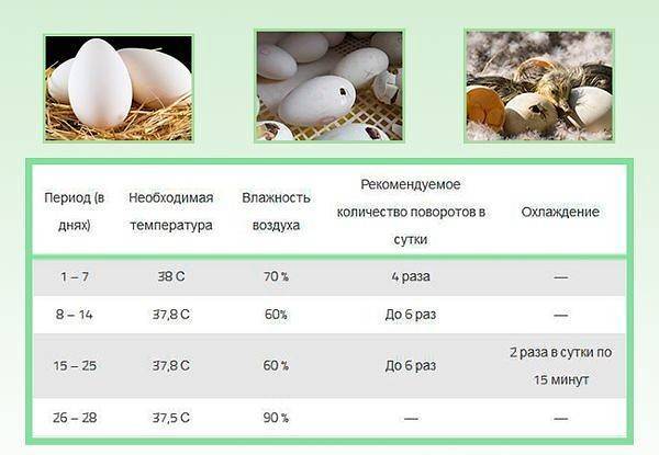 Режим инкубации яиц цесарок: таблица температуры и сроков, а также пошаговая инструкция для домашних условий по времени закладки и периодам проверки | сортовед