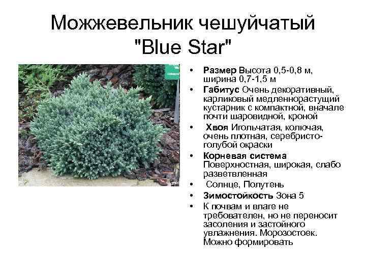 Можжевельник чешуйчатый блю карпет juniperus squamata blue carpet
