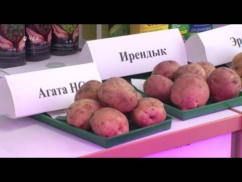Картофель агата: характеристики сорта, вкусовые качества, отзывы
