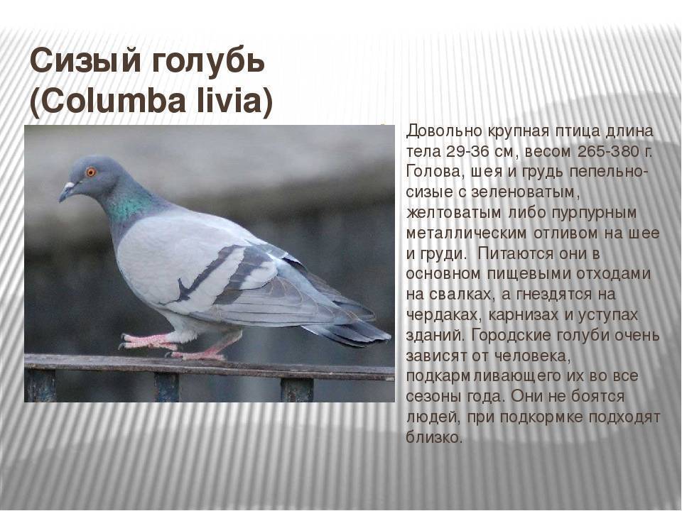 Сизый голубь(сизарь)описание,фото,ареал обитания | divo.site