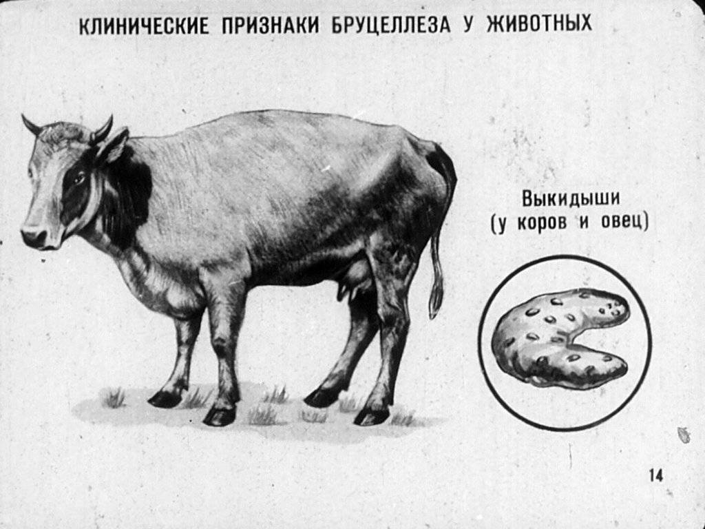 Бруцеллез у коров картинки