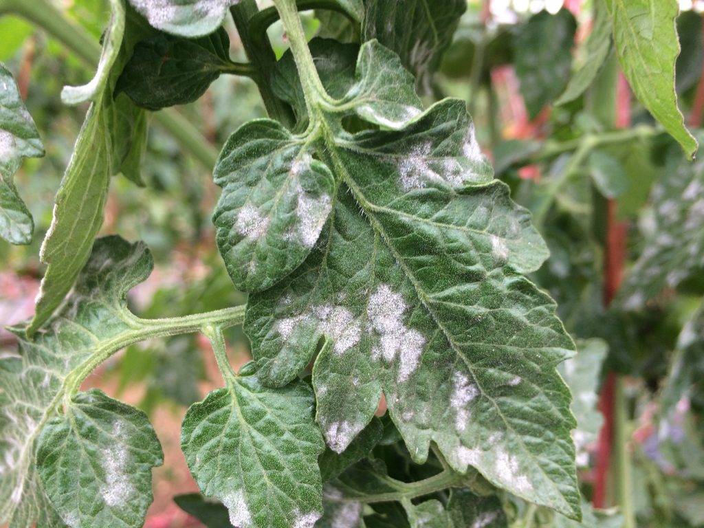 О септориозе томатов: почему листья помидоров белые, что делать, лечение