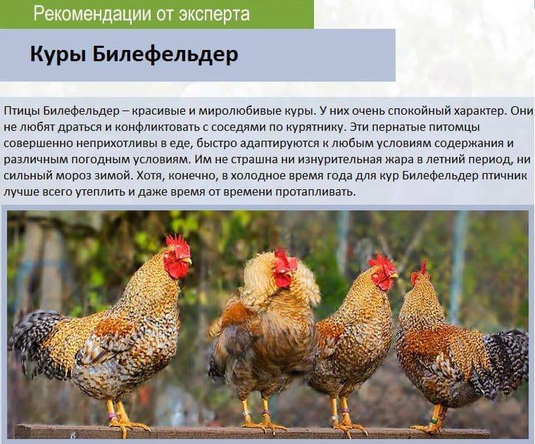 Породы кур с картинками