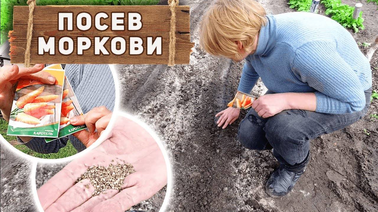 Схема посадки моркови весной