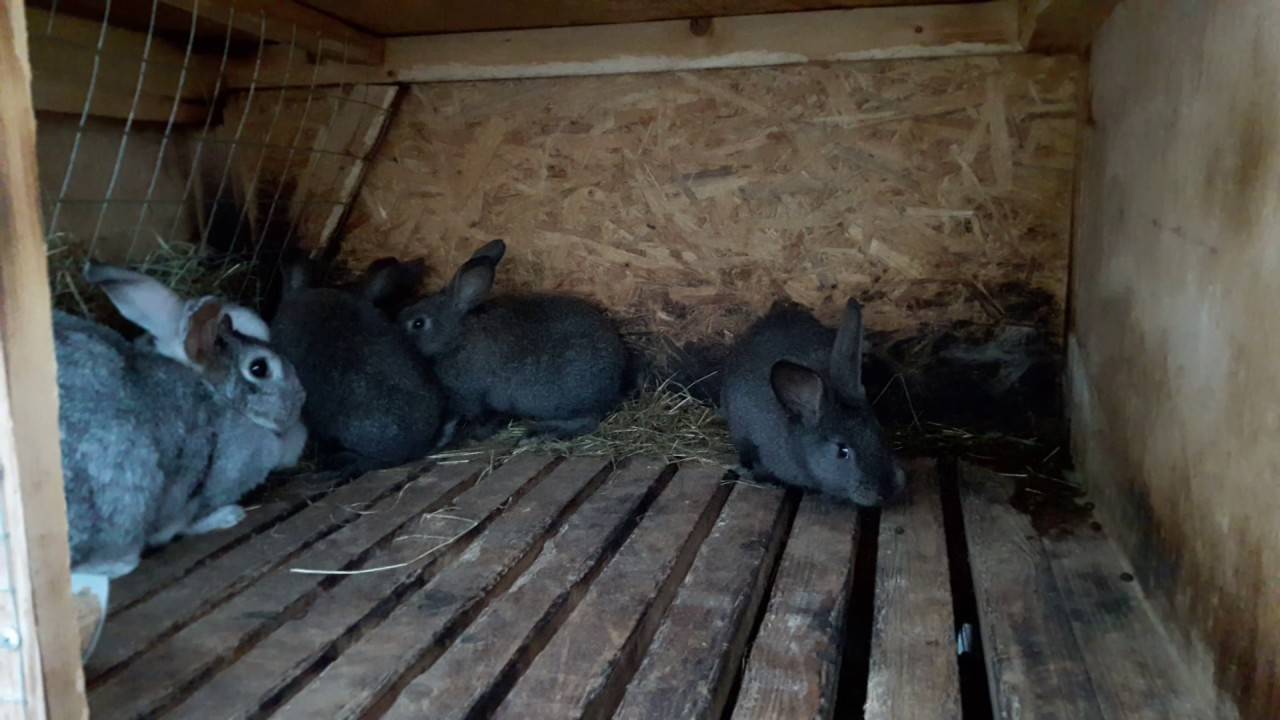 Когда отсаживать крольчат от крольчихи: в каком возрасте, когда выходит молодняк из гнезда