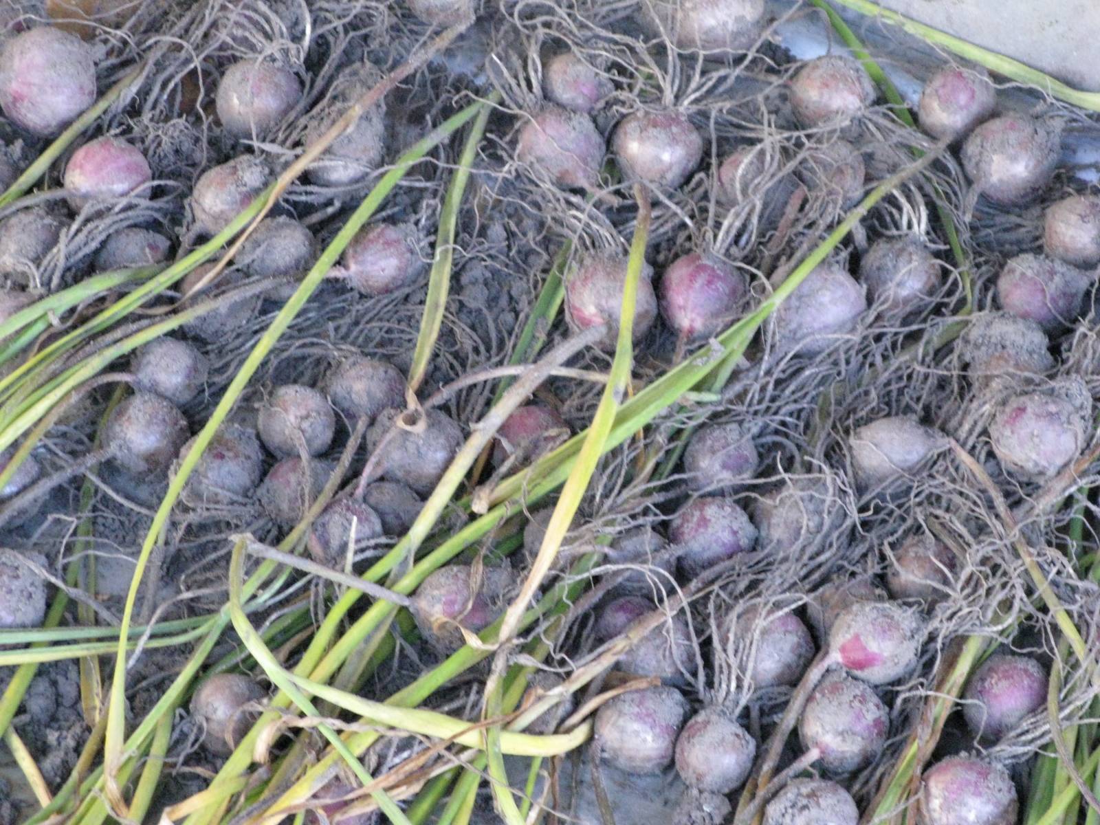 Выращивание чеснока посадкой бульбочками: когда сажать весной и осенью