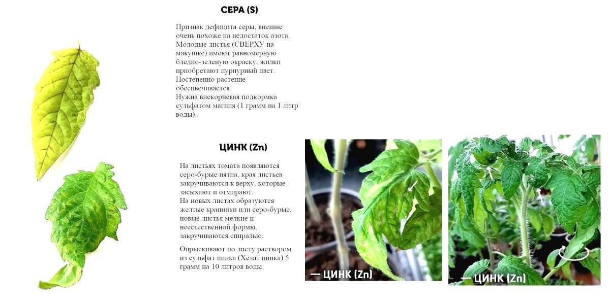 Хлороз листьев томатов фото и лечение