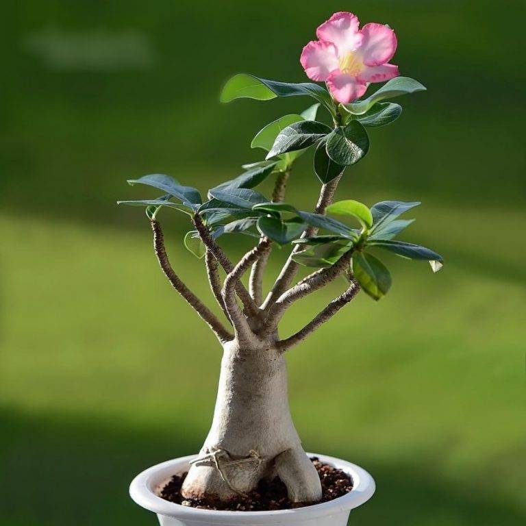Адениум – великолепная роза пустыни