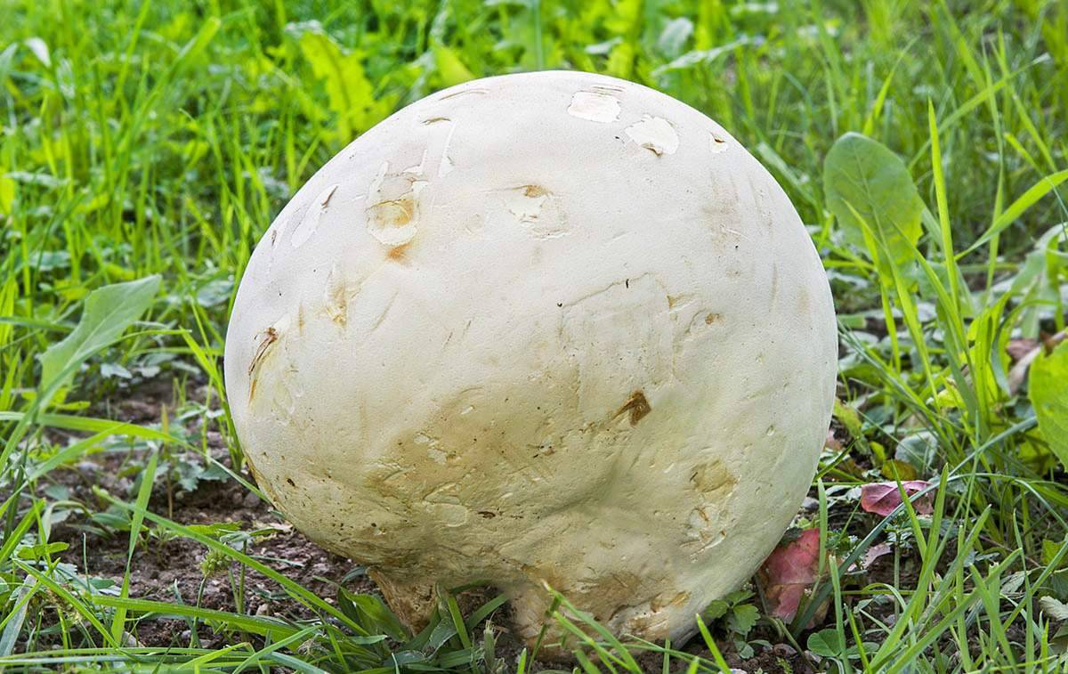 Съедобный ли гриб дождевик и как его отличить от ядовитого
