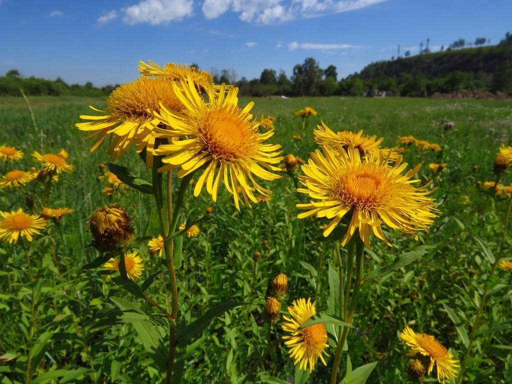 Девясил Сибирский Луговой. Девясил высокий. Девясил высокий (Inula Helenium l.). Девясил девять сил.