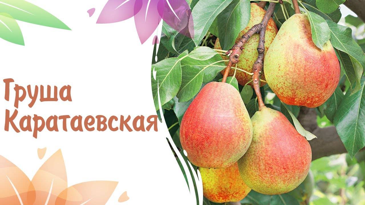 Груша каратаевская фото и описание