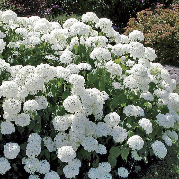 Садовые кусты с белыми цветами фото и названия