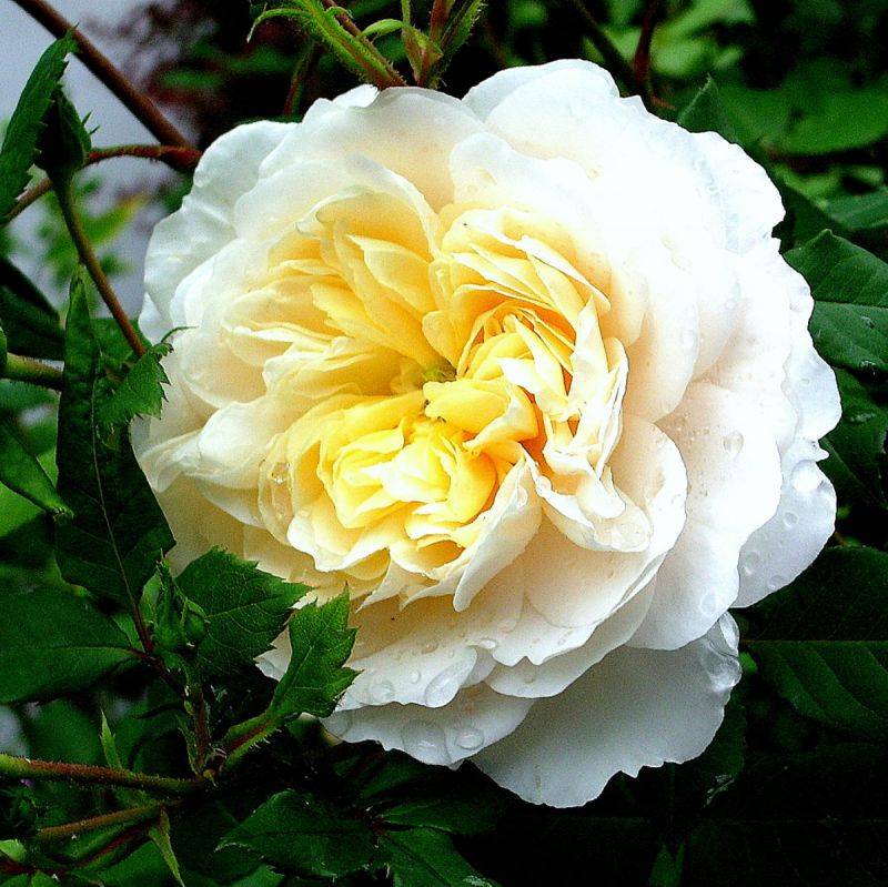 Роза крокус роуз: описание английского паркового цветка, его фото, особенности ухода, размножения и выращивания, а также болезни и вредителидача эксперт