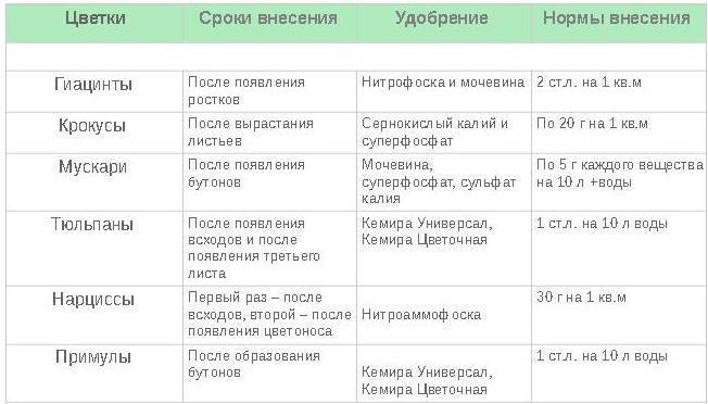 Подкормки роз с весны до осени схема