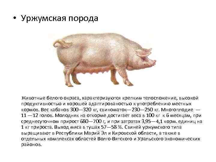 Наиболее продуктивные породы свиней мясного направления