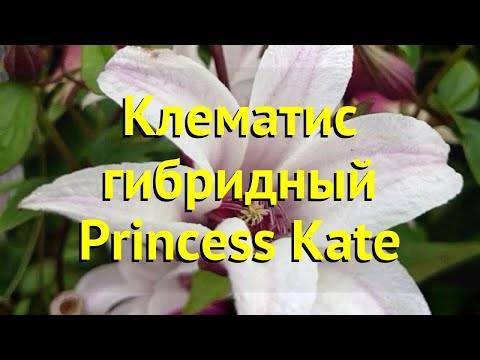 Клематис принцесса кейт: отзывы и описание