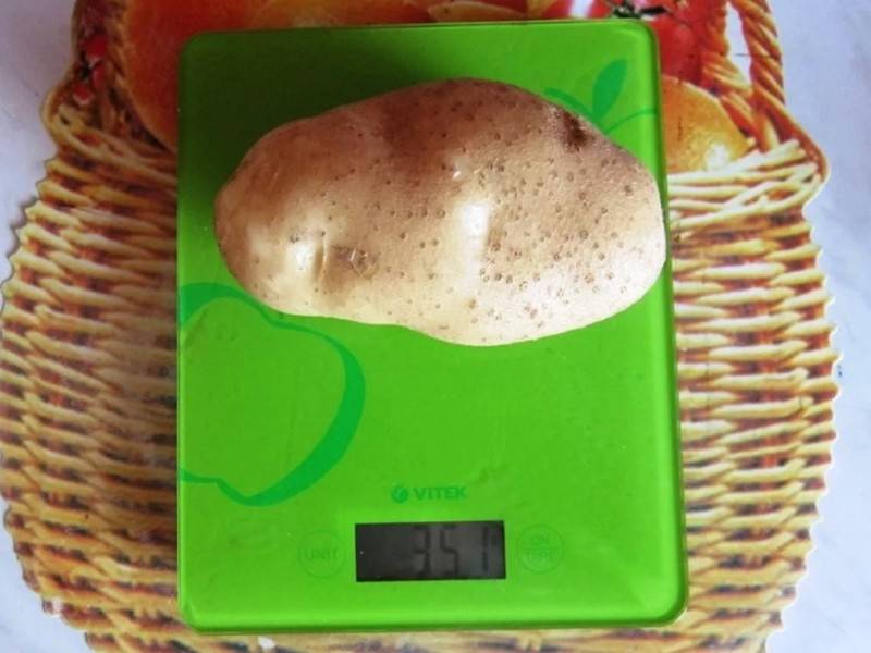 Высокоурожайный сорт картофеля с отменным вкусом «сынок»(богатырь)