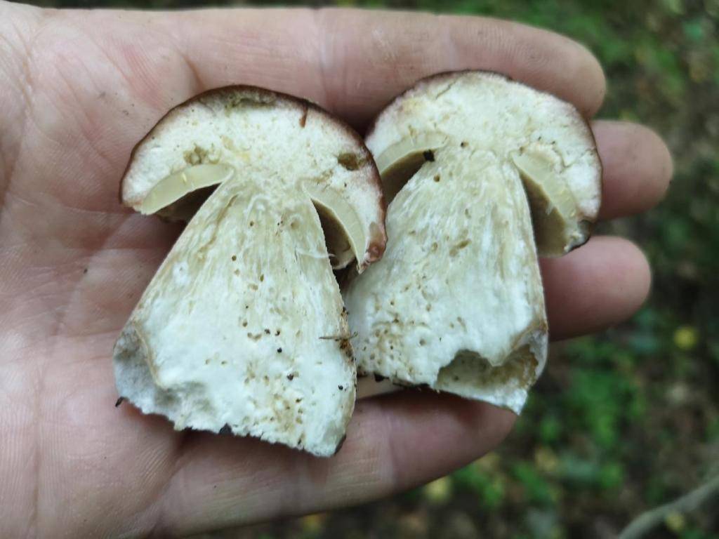 Бывают ли ядовитые грибы червивые. как отличить двойников?