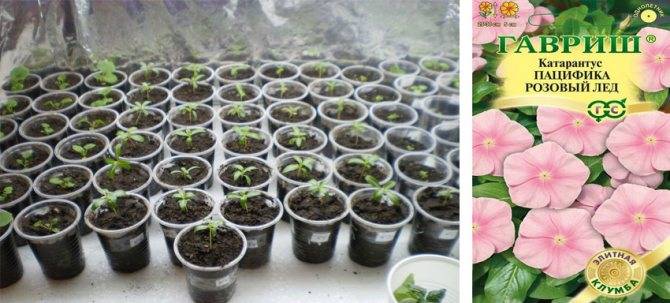 Катарантус: выращивание из семян в домашних условия