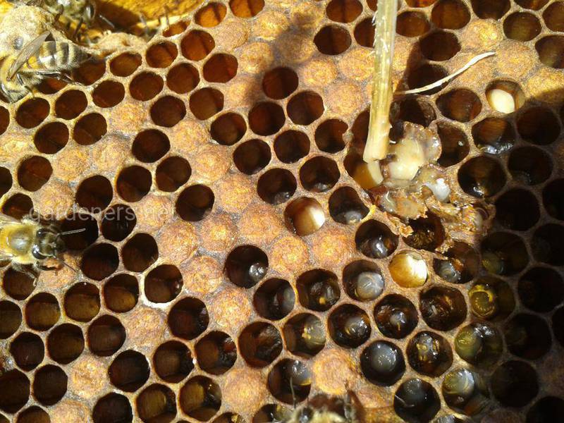 Об аскосферозе пчел: чем лечить известковый расплод у пчел, причины и симптомы