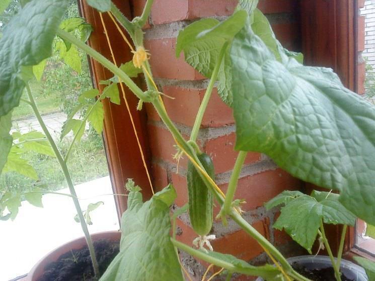 Сорта огурцов для выращивания на балконе