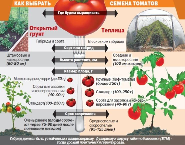 Как и когда можно высаживать рассаду помидор в теплицу из поликарбоната по лунному календарю в 2021 году по регионам