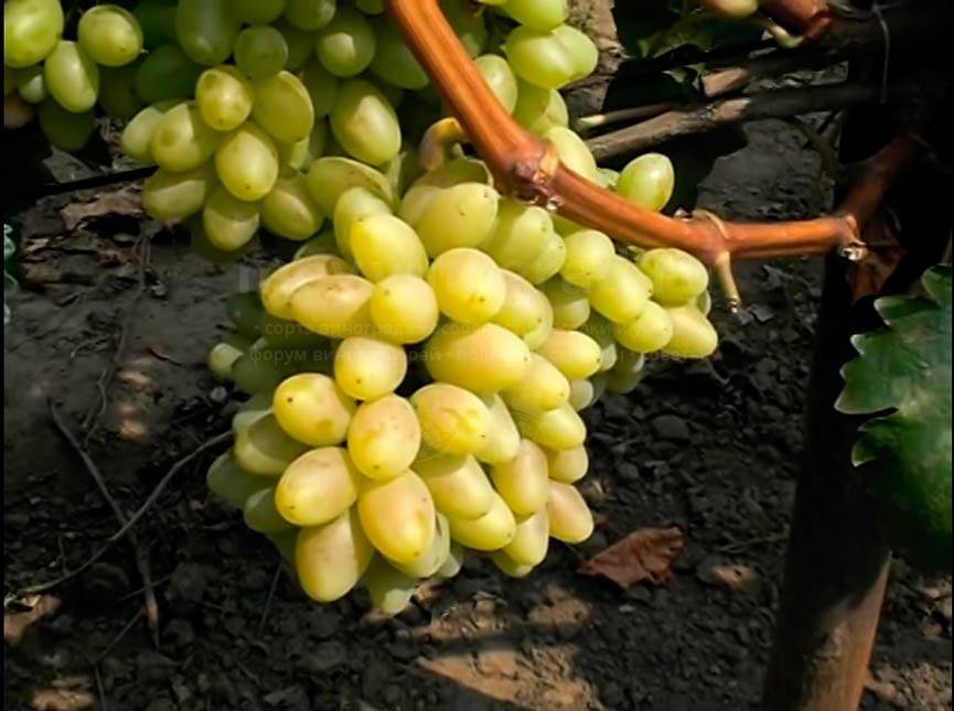 Неукрывные сорта винограда: амурские гибриды. выбираем сорта для посадки на дачу