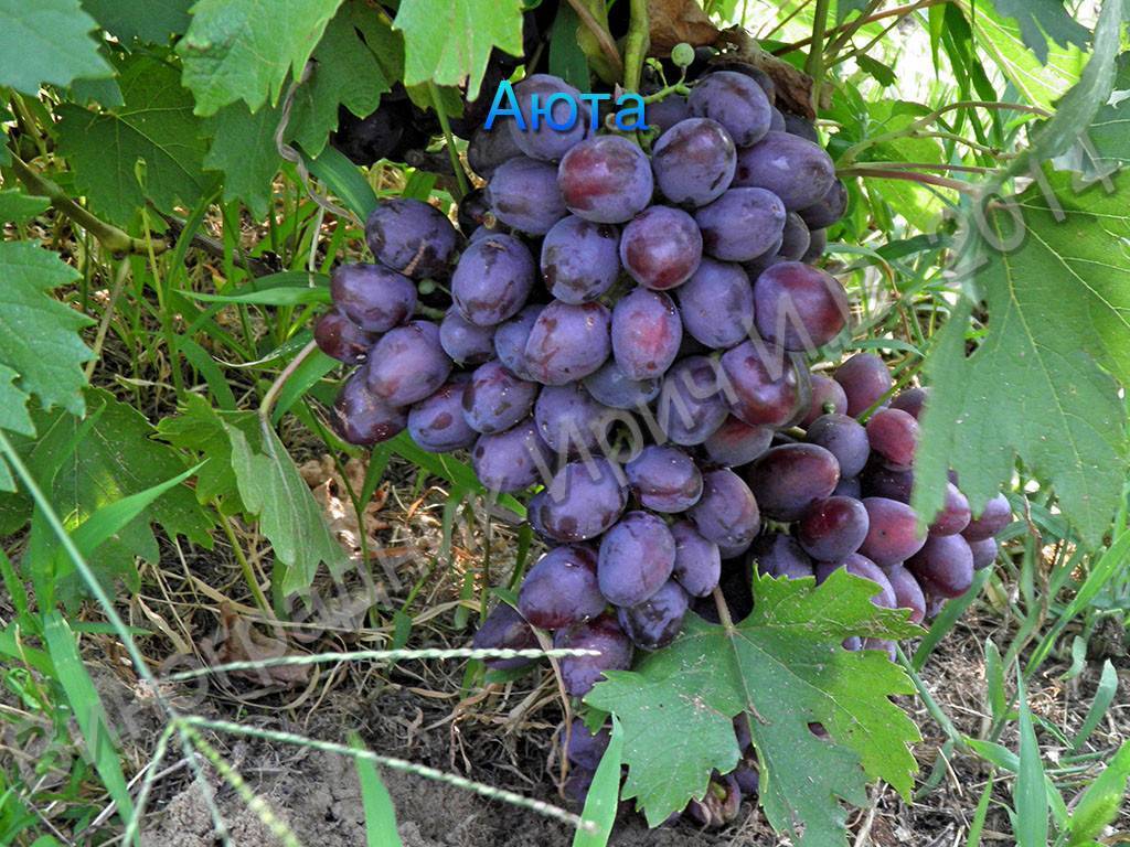 Сорт винограда шахтер фото и описание